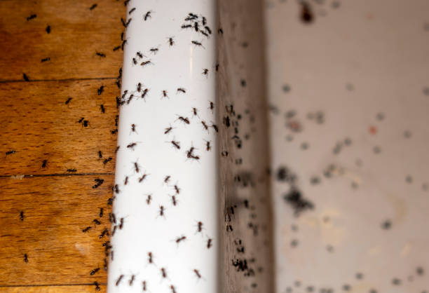 Best Pest Control for Businesses  in Mill Valley, CA